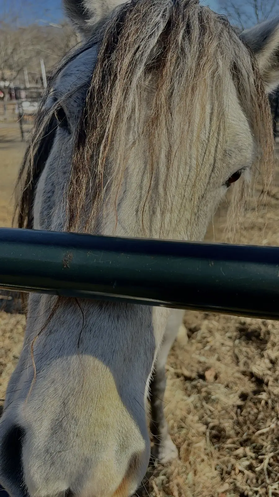 Close-up of a grey horse at the paddock