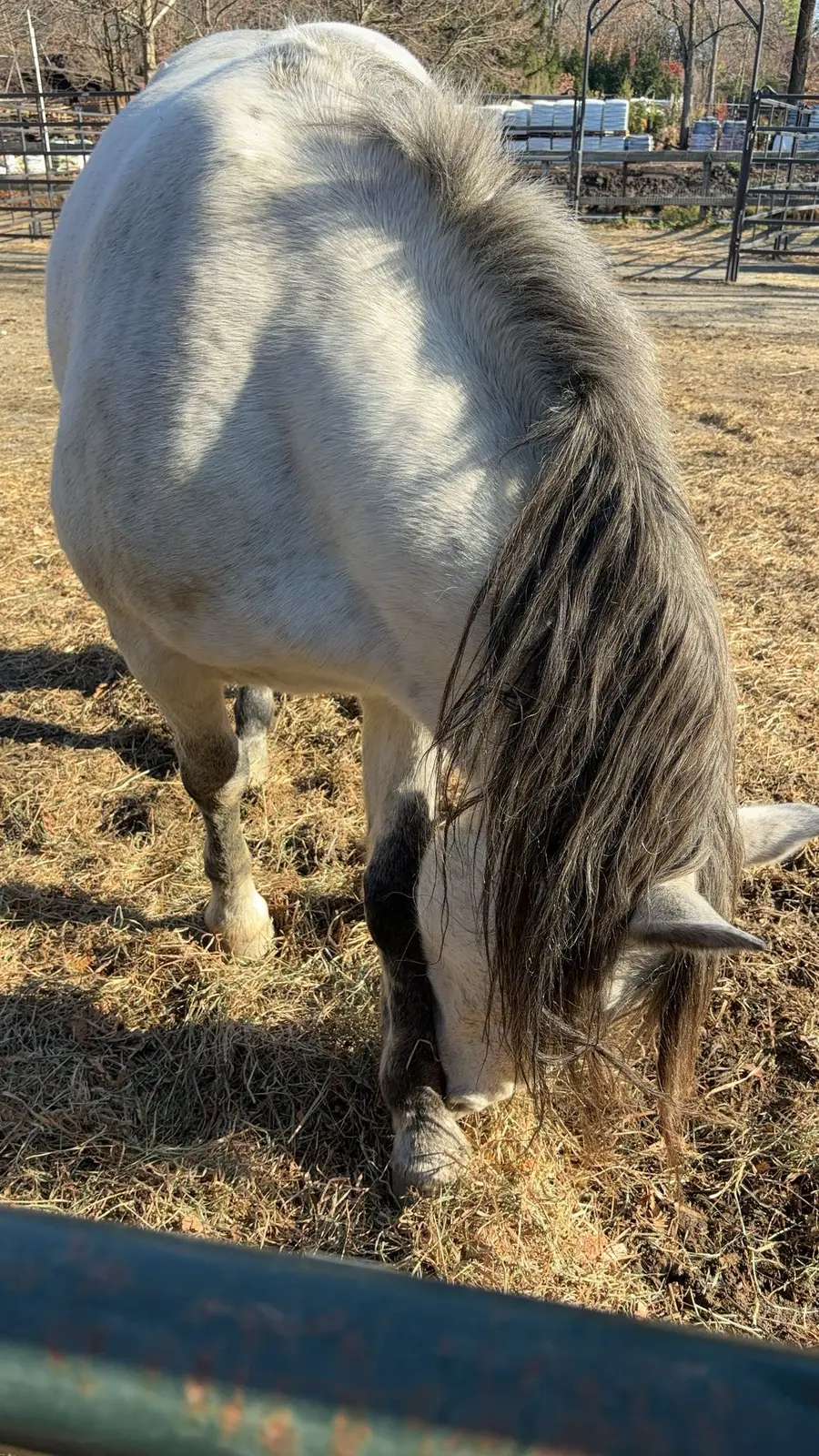 A grey horse grazing in the paddock