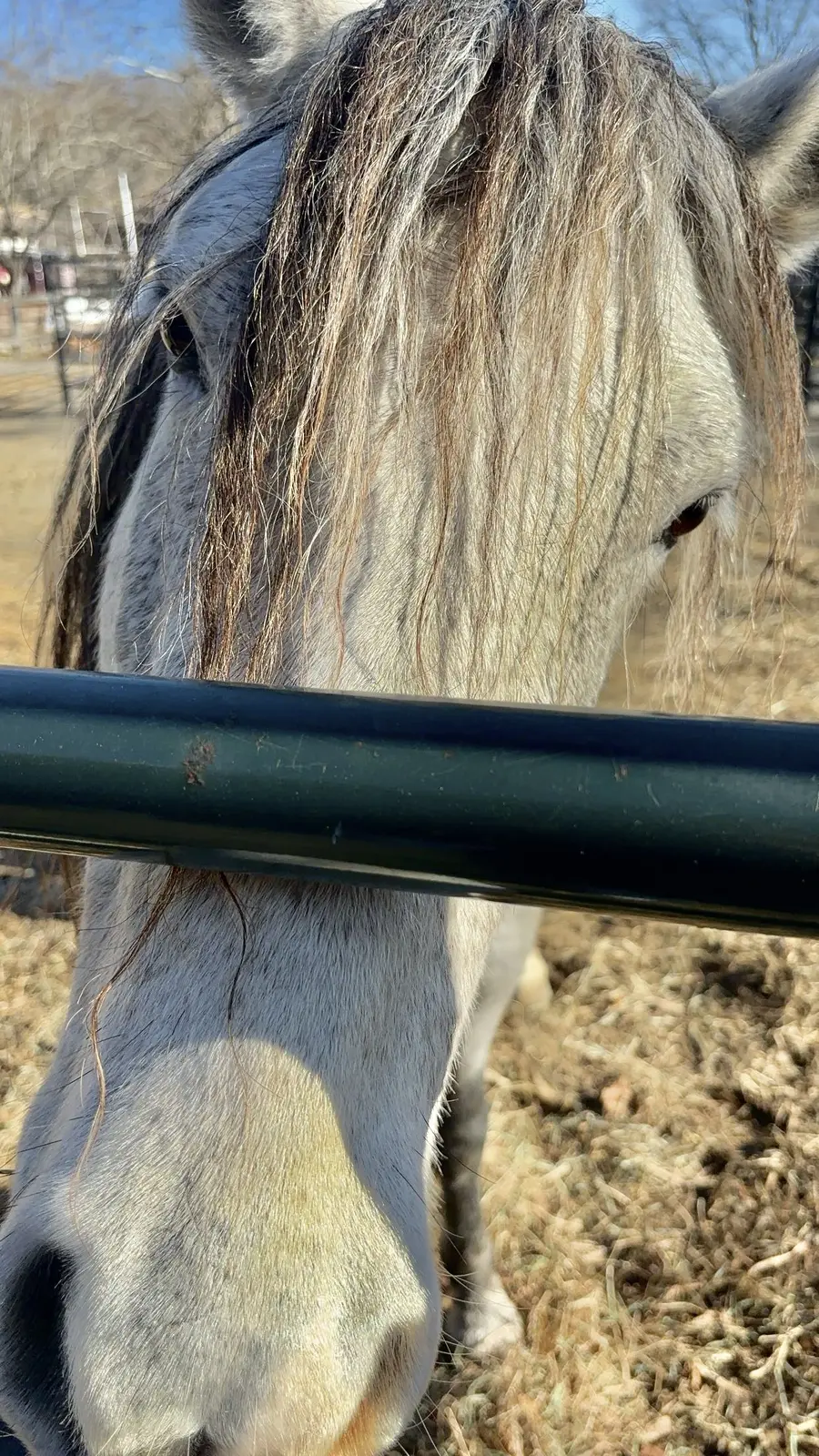 A grey horse standing at the paddock fence