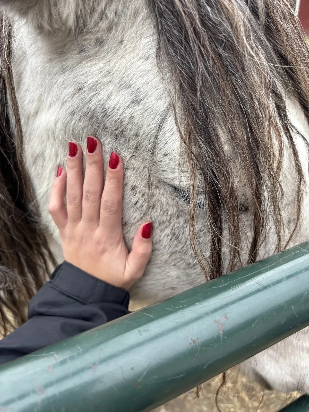 A hand resting gently on a horse during an equine session