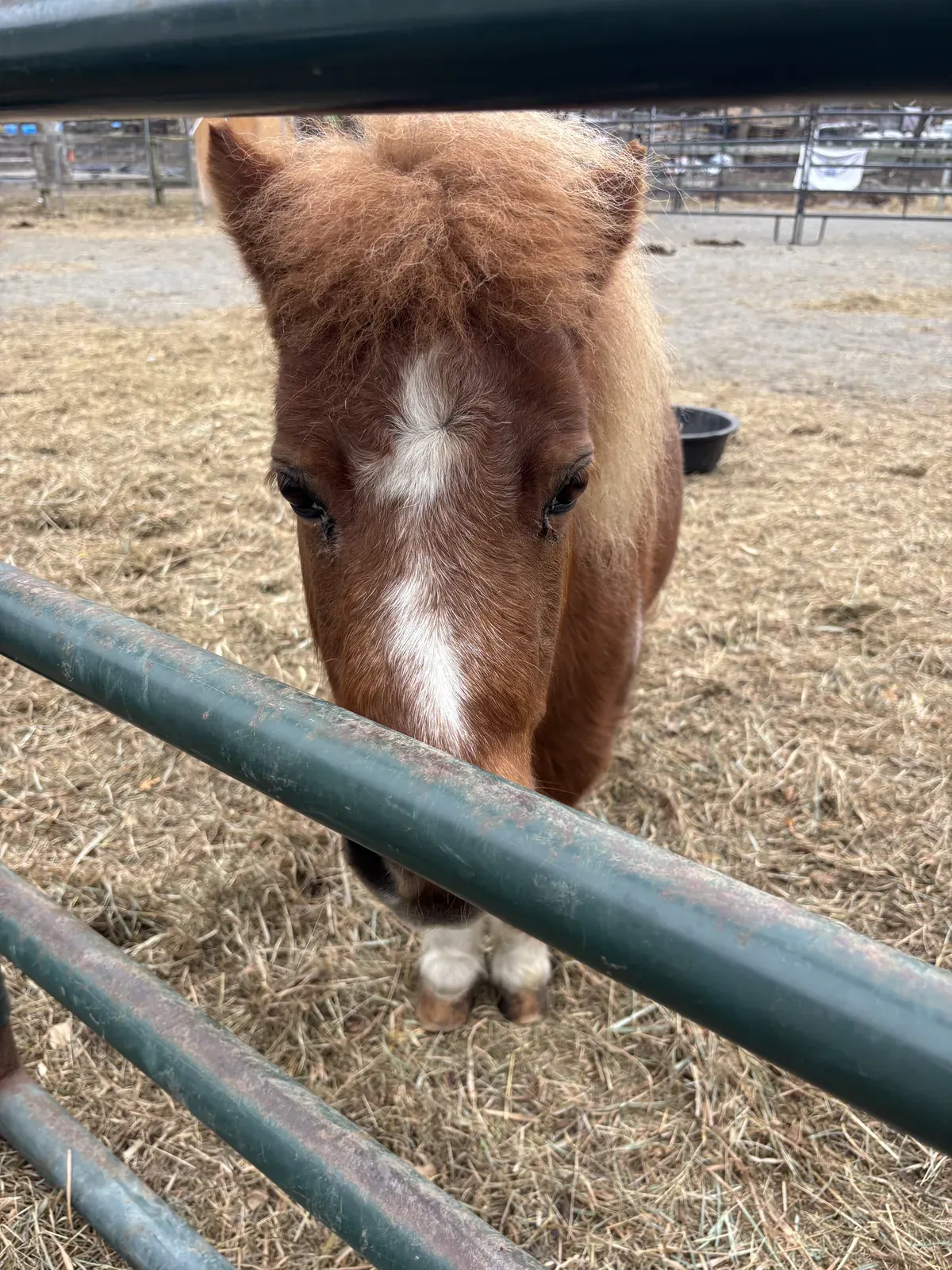 A pony at the paddock gate